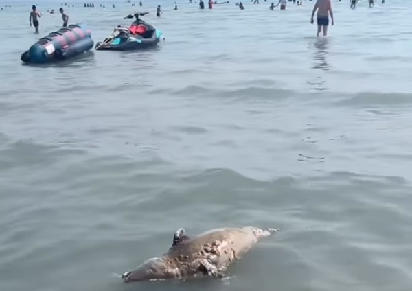Мёртвый тюлень всплыл рядом с купающимися в Каспийском море