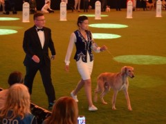 Казахский тазы триумфально представлен на World Dog Show 2026 в Болонье