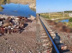 Грузовой поезд сбил стадо из 70 овец в Жамбылской области