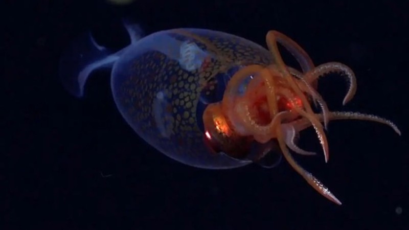 Ученые впервые смогли снять на камеру живого гигантского кальмара