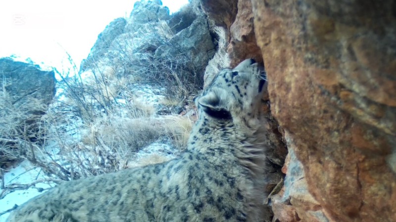 Снежный барс попал на фотоловушку в национальном парке