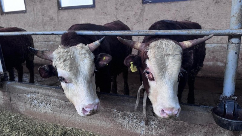 Количественные квоты на вывоз КРС и МРС вводит Казахстан