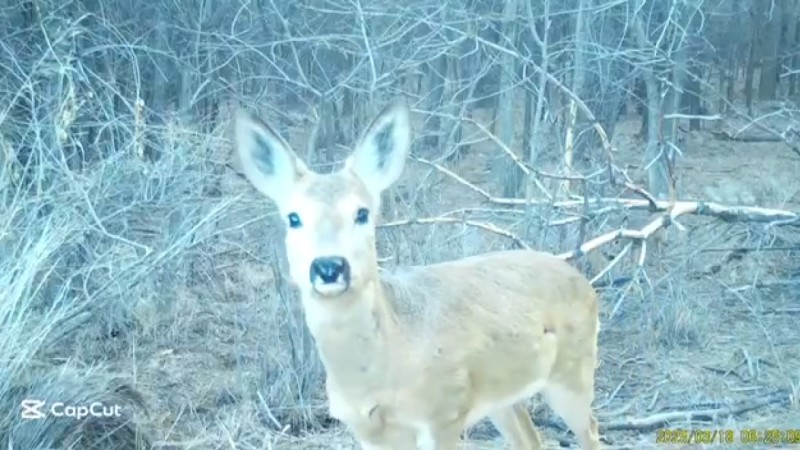 Косули облюбовали Чарынский природный парк