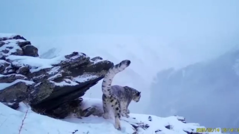 Снежный барс попал в фотоловушку в Алтайском лесничестве