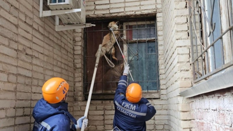 Застрявшую в оконной решетке лису спасли в Уральске