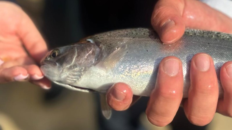 Казахстан экспортирует рыбу в 21 страну мира