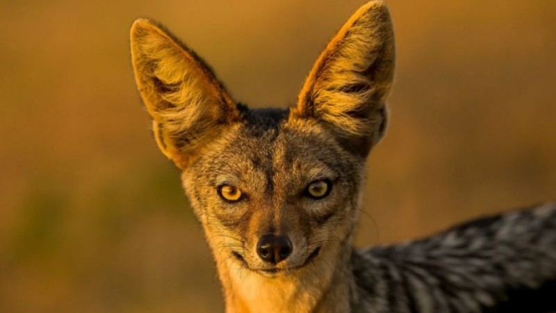 Голодный шакал забрёл в один из микрорайонов Актау