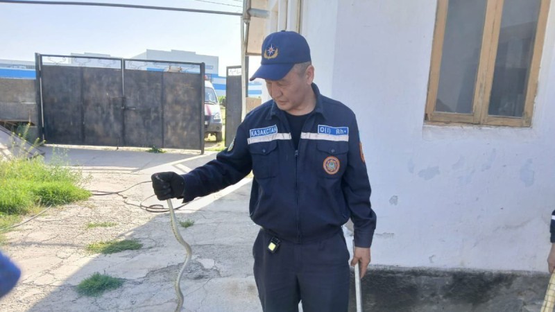Четыре гадюки в жилых домах обнаружили в Шымкенте