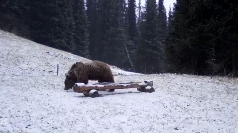 Бурый тянь-шаньский медведь облюбовал Кольсайские озёра