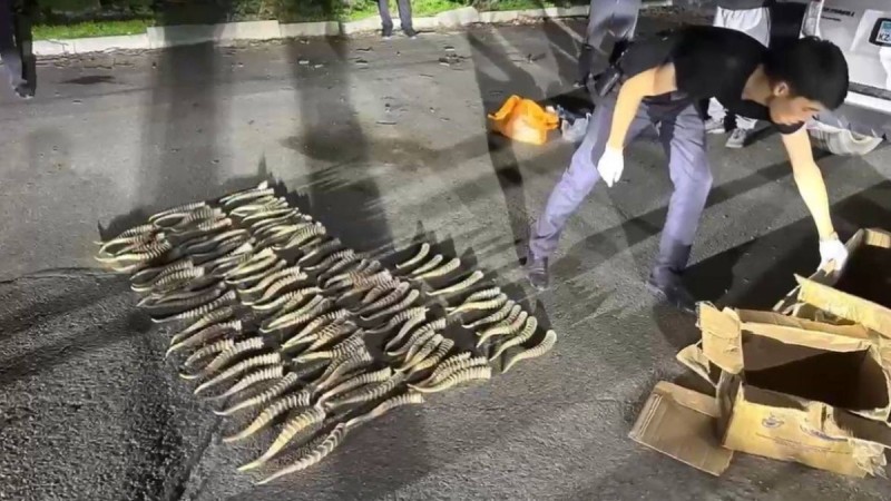 Рога сайги более чем на полмиллиарда тенге изъяли в Текели