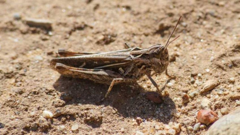 С саранчой будут бороться с помощью дронов