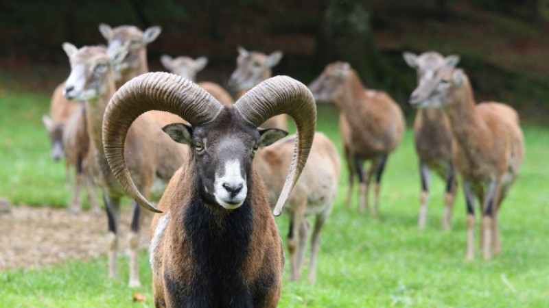 Липовые инспекторы более 10 лет работали в национальном парке