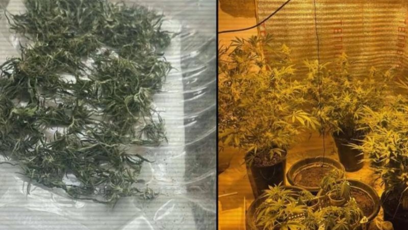 Житель Кызылординской области выращивал коноплю прямо у себя дома