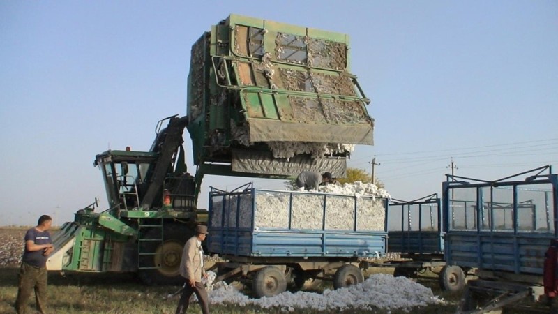 Новый сорт хлопчатника вывели в Казахстане