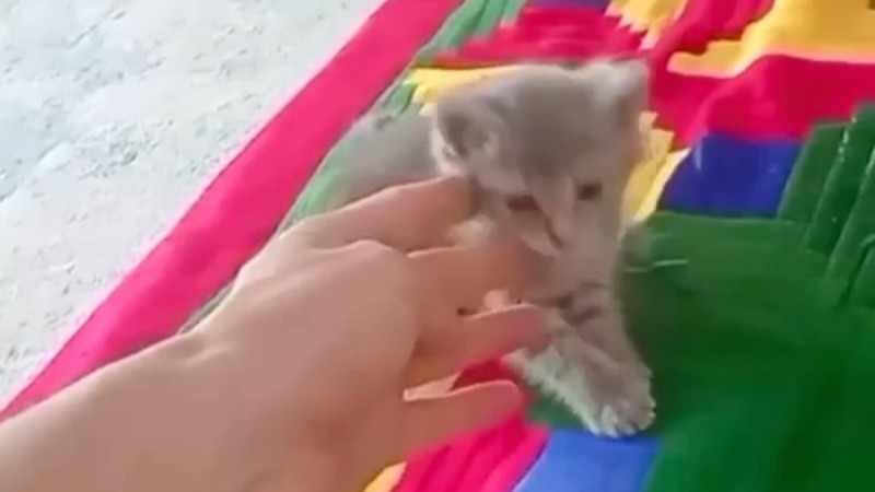 Упавшего в канализацию котенка спасли при помощи искусственного дыхания