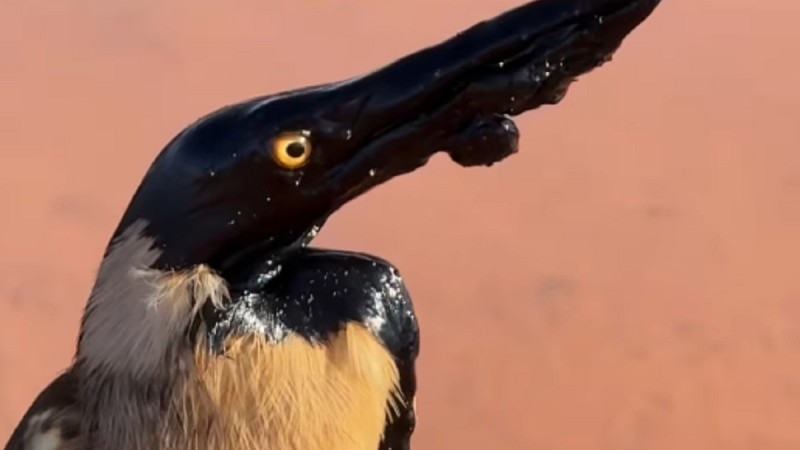 Испачканную в нефти птицу сняли на видео в Мангистау