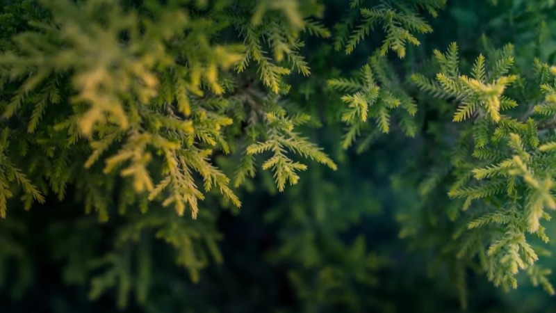 Укравших саженцы на 519 млн тенге осудили в области Абай