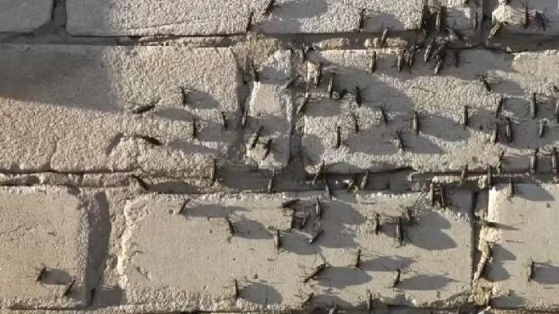 Села и пригород Семея атаковали опасные жуки