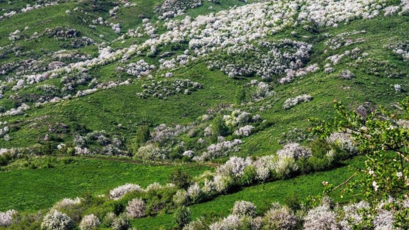 Яблони Сиверса зацвели в Алатауском нацпарке