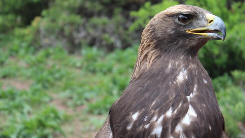Алматинский питомник выпустил на свободу беркутов