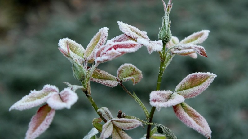 Заморозки и град: Казгидромет объявил штормовое предупреждение