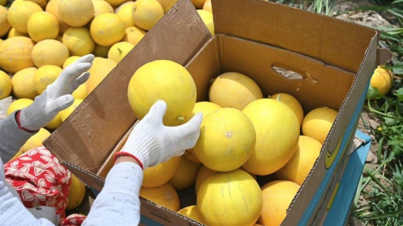 Первый урожай дыни собрали аграрии Туркестанской области