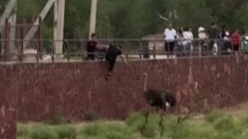 Мужчина пнул страуса в зоопарке Шымкента
