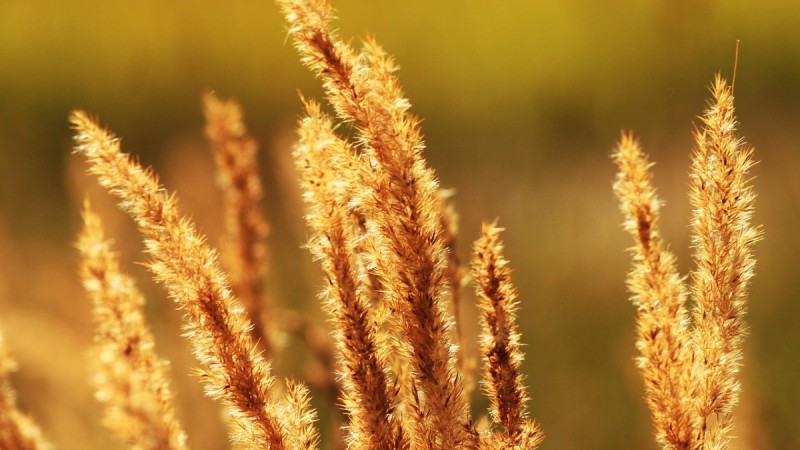 35-градусная жара придет в Казахстан