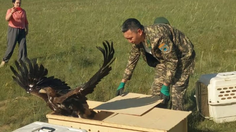 Четырёх беркутов выпустили на волю в области Жетісу