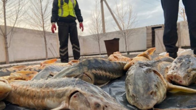 Более 500 килограммов осетровых изъято в жителя Жанаозена