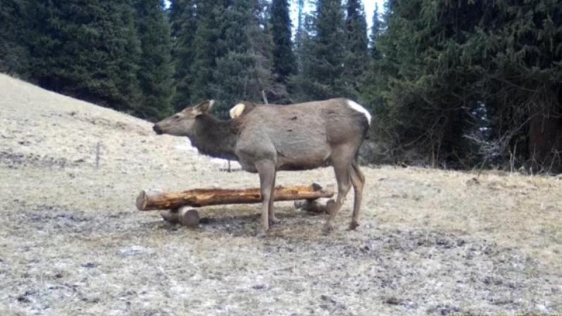 Алтайский олень попал в видеоловушку в национальном парке