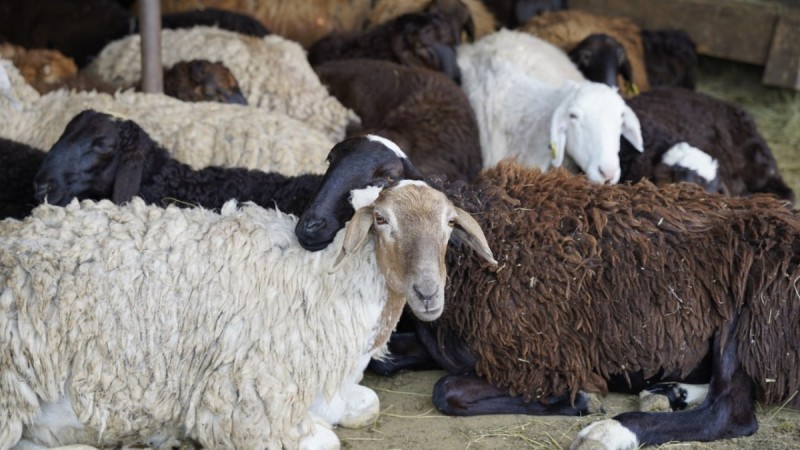 Сколько стоит барашек «all inclusive» накануне Курбан айт?