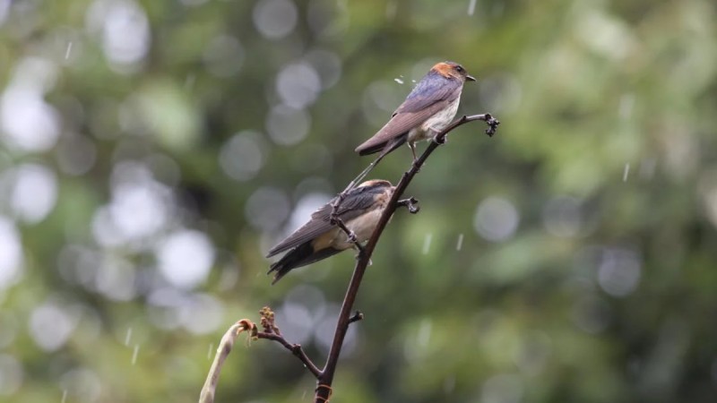 Циклон принесет в Казахстан дожди с градом