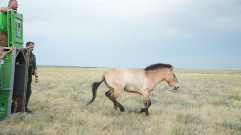 В Казахстан прибыла новая группа лошадей Пржевальского