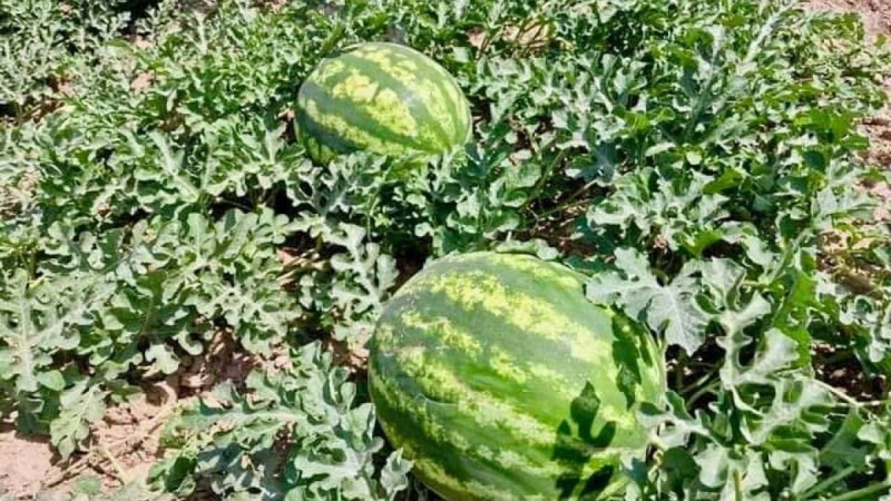 Первый урожай арбузов собирают в Туркестанской области
