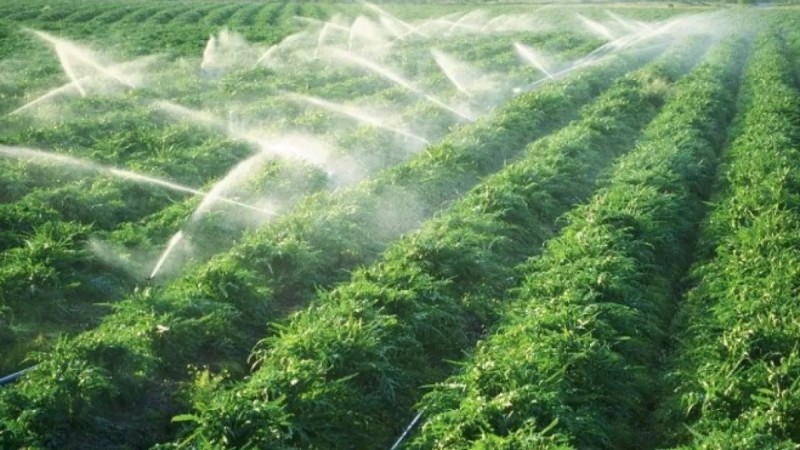 Рисоводы воровали воду в Кызылординской области