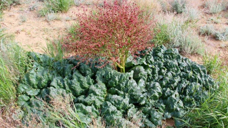 "Траву бессмертия" нашли в песках Атырау