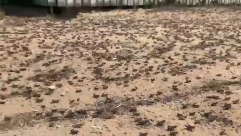 Крупнейшее за 10 лет нашествие саранчи наблюдается в ЗКО