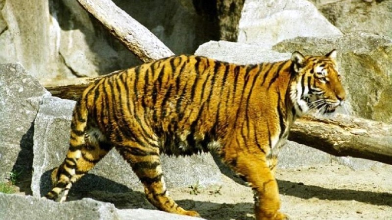 Почему в Казахстане вымерли гепард, тарпан и туранский тигр?