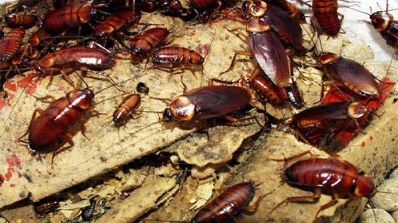 Меню с тараканами: столовую проверят в Кокшетау