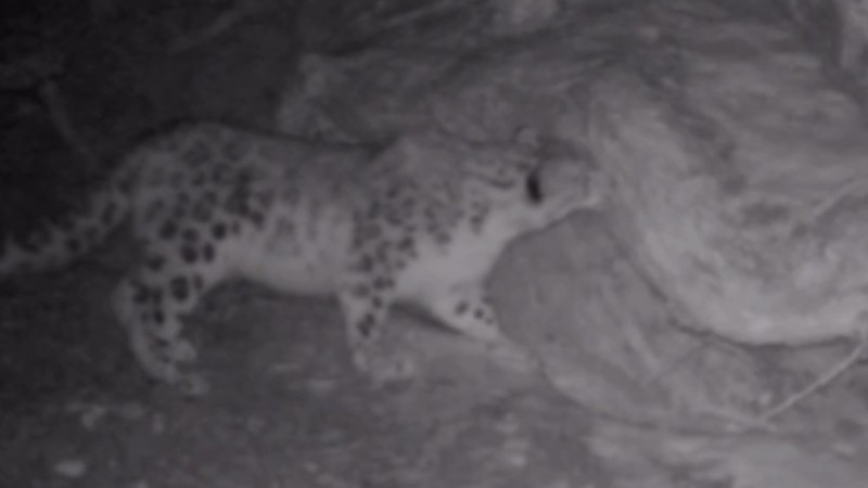 Снежного барса запечатлела фотоловушка в Алматинской области