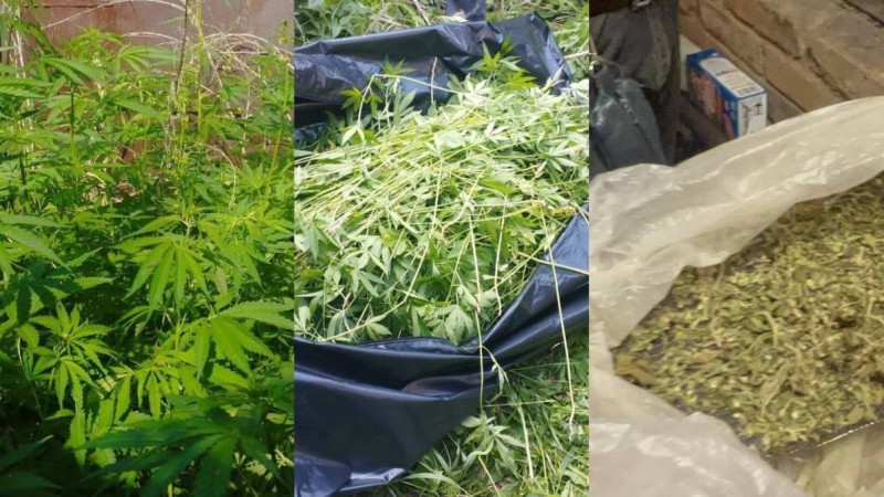 Почти тысячу кустов конопли выращивал на своем участке акмолинец