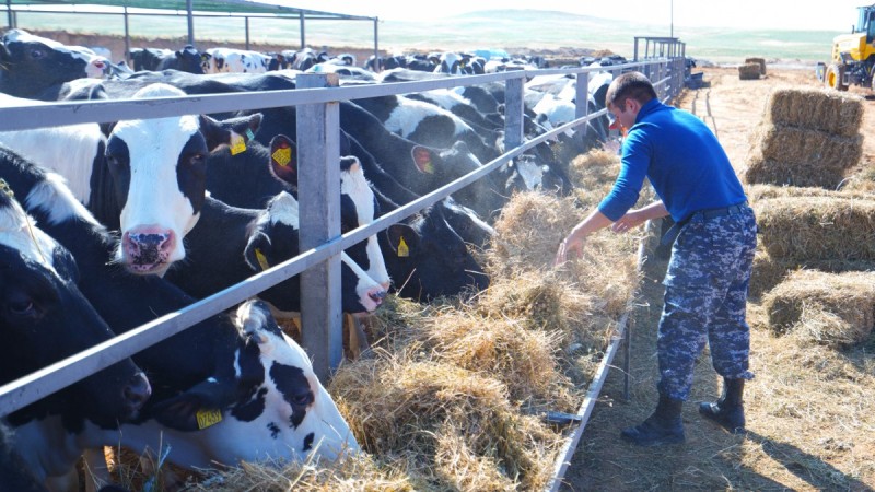 Власти опровергли информацию о массовом падеже скота в Туркестанской области