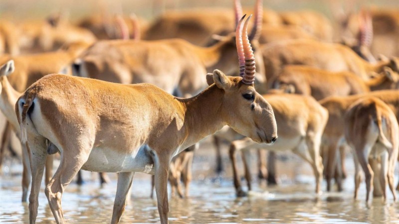Казахстан подарит Китаю 1,5 тыс. сайгаков для восстановления популяции