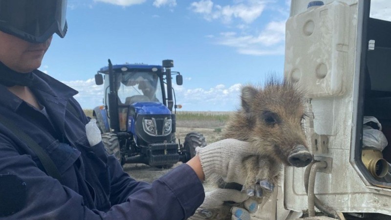 Детёныша дикого кабана спасли из огня в Атырау