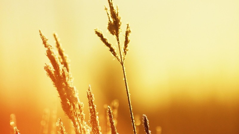 40 градусов жары ожидается в Казахстане 22 июня