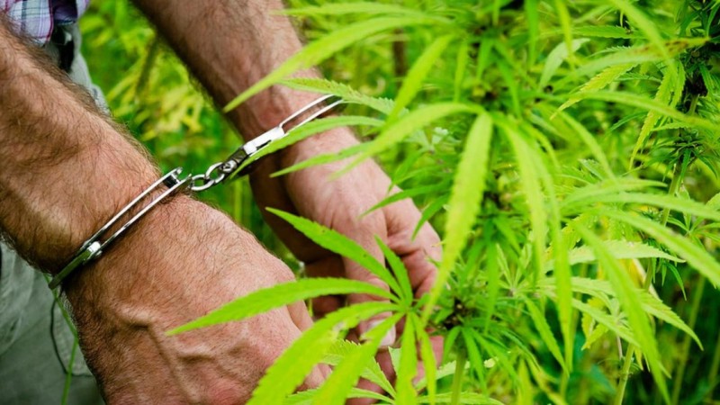 За хранение 15 кг марихуаны осужден житель Жамбылской области