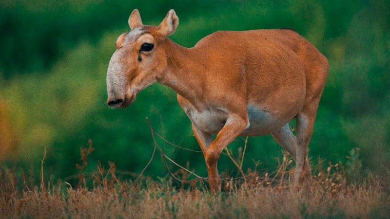 Шесть компаний проявили интерес к переработке мяса сайгаков