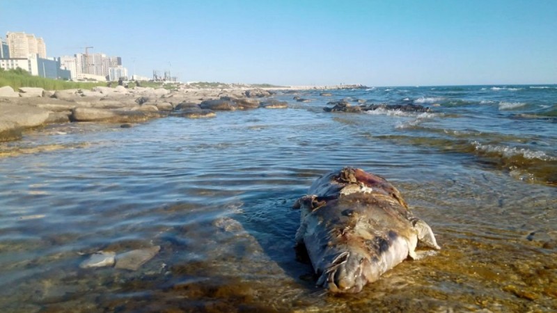Мертвого тюленя обнаружили жители Актау на берегу Каспия