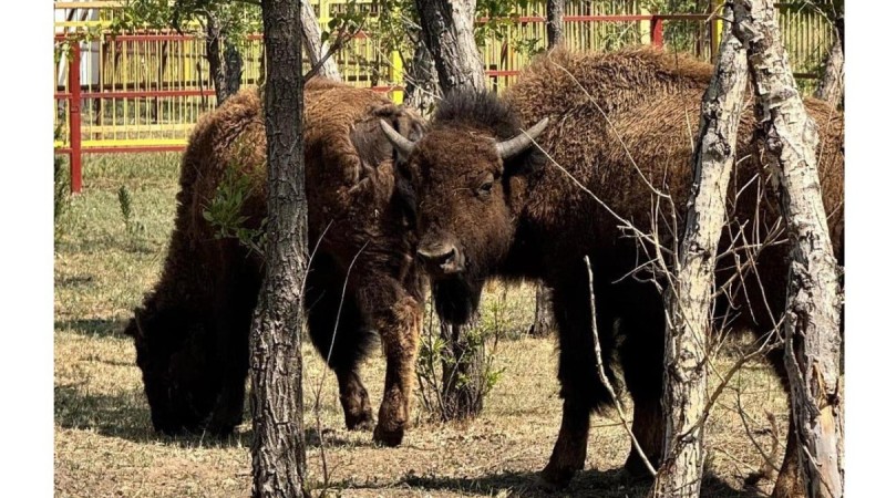 Канадские бизоны Марс, Венера и Майя поселились в зоопарке Караганды